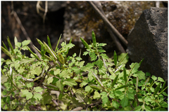 Cardamine trichocarpa